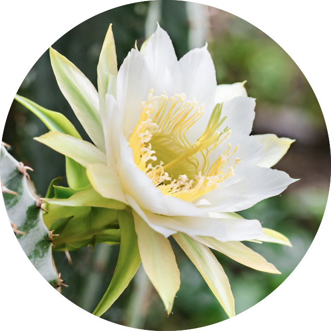 Generated image of a night-blooming Cereus flower